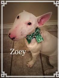 Check spelling or type a new query. Maybell S Rescue And Bull Terrier Friends Rescue Dallas Ft Worth
