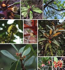 Image result for Sapotaceae