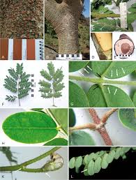 Image result for Erythrostemon