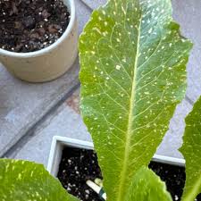 Image result for Sonchus luxurians