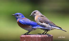 Find the perfect mountain bluebird stock photos and editorial news pictures from getty images. Western Bluebird Colors Isle Of Style Alameda Sun