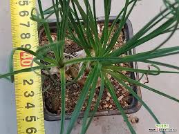 Image result for Cyperus spiralis