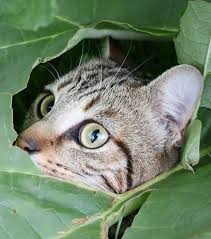 Voila Pourquoi Vous Devez Saupoudrez Votre Jardin De Cannelle Jardins Chat Plante Jardin