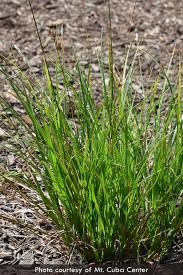 Image result for Secamone brevipes