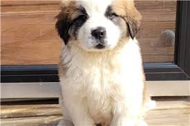 Top 10 Saint Bernard Puppies for Sale in Redding