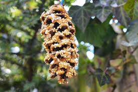 Get instructions and tips fto make an easy pine cone bird feeder, plus how to customize the a pine cone bird feeder is an easy, inexpensive project perfect even for young birders to make, and a pine cones can be collected below pine trees in the fall; Pinecone Bird Feeder Aurora Satler