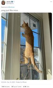 Nosy Cats Checking Out All The Drama Viral Tweets I Can Has Cheezburger