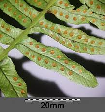 Image result for Polypodiaceae