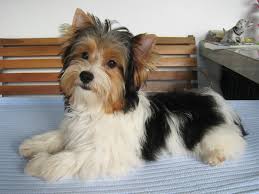 Best site to get high quality yorkies. Parti Yorkie Vs Regular Yorkie What Is The Difference Barkstory