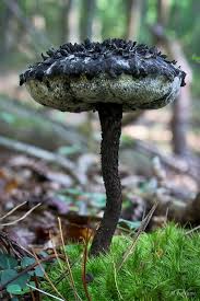 Old Man Of The Woods Strobilomyces Floccopus One Of The Flavorful Edible Bolete Species Of Mushrooms Stuffed Mushrooms Magical Mushrooms Mushroom Pictures