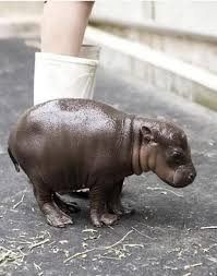 Babyhippo Vahsi Hayvanlar Komik Hayvanlar Sevimli Hayvan Yavrulari