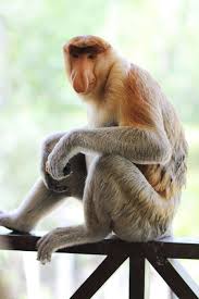 London Kuala Lumpur Lifestyle Blog Monkey Business In Borneo Labuk Bay Proboscis Monkey Sanctuary Proboscis Monkey Borneo Monkey