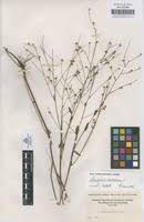 Image result for Schwenckia