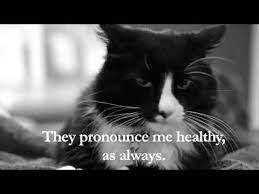 French Cat Goes To The Vet Cats Henri The Cat French Cats