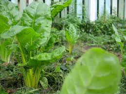 Mangold Gemulcht Garten Mulchen Mangold