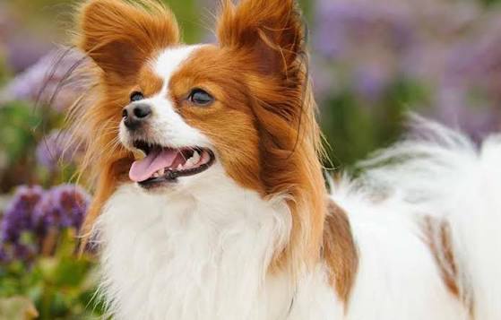 Papillon Breed Profile: Things to Know Before Adopting a Papillon