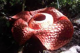 Inilah yang menjadikan beberapa anggrek berikut menjadi bunga anggrek terjarang di dunia. Terbesar Sedunia Bunga Rafflesia Di Agam Dijaga Ketat