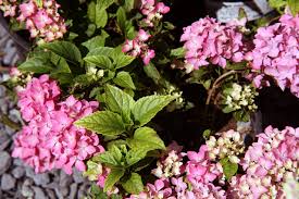 A compact variety, blooms on old wood of the previous season. File Hydrangea Macrophylla Pink Elf 2zz Jpg Wikimedia Commons