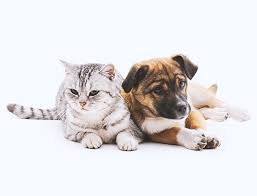 Există câteva opțiuni care sunt atât sigure cât și rabia la caini simptome prevenire vaccin antirabic intrebari blog mobilevet. CÄƒlÄƒtoreÈ™te Cu Animalul TÄƒu De Companie La Bord Blue Air