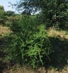 Image result for Selago anatrichota × goetzei