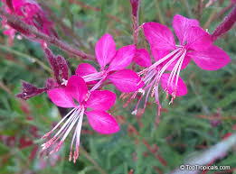 Image result for Oenothera lindheimeri