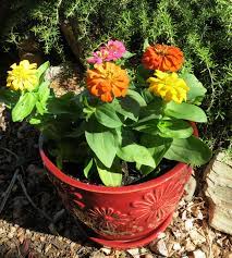 Pin On Flowers Are The Stars Of The Earth