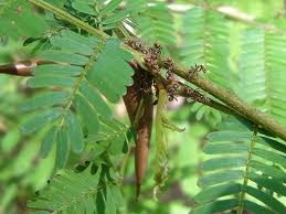 Image result for Acacia cornigera