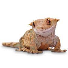 We have one of the greatest selection you will find including crested geckos, day geckos, leopard geckos and & more. Crested Geckos For Sale Correlophus Ciliatus Petco