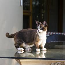 Here are the growth stages of a typical house cat and the milestones they. 14 Cats That Stay Small Munchkin Singapura Siamese And More