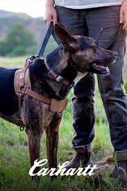 Training Harness Dog Leash Training Dog Harness Leather Dog Collars