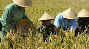 Namun, dengan alat dan peralatan yang tepat anda dapat. Pemda Diy Wacanakan Program Sewa Lahan Pertanian Tribun Jogja