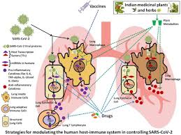 The covishield is based on the viral vector platform. Frontiers Perspectives About Modulating Host Immune System In Targeting Sars Cov 2 In India Genetics
