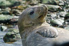 Maybe you would like to learn more about one of these? ç›®ã‚'è¦šã¾ã—ãŸã‚µã‚¦ã‚¹ã‚¸ãƒ§ãƒ¼ã‚¸ã‚¢å³¶ã®ãƒ´ã‚§ãƒƒãƒ†ãƒ«ã‚¢ã‚¶ãƒ©ã‚· 32282003135 ã®å†™çœŸç´ æ ã‚¤ãƒ©ã‚¹ãƒˆç´ æ ã‚¢ãƒžãƒŠã‚¤ãƒ¡ãƒ¼ã‚¸ã‚º