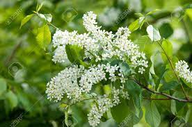 Common examples are strawberries, raspberries, blueberries, blackberries, red currants, white currants and blackcurrants. Spring Flowers Bird Cherry A Tree With White Fragrant Flowers Collected In A Brush And Black