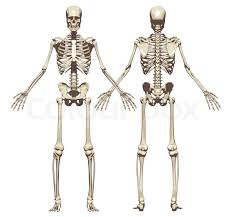 The skull encases and protects the brain as well as the special sense organs of vision, hearing, balance, taste and smell. A Human Skeleton Front And Back View Stock Vector Colourbox