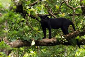 There are more than 1.4 billion insects for each. Why Are Black Leopards So Rare Science Smithsonian Magazine