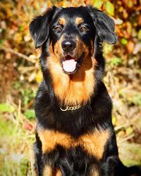 Zero 2 Years Old Hovawart Hovawart From Finland Mr Pawesomes C Dogs Working Dogs Canine Family