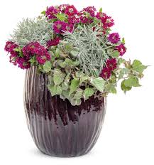 Image result for Helichrysum decorum