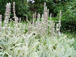 Several kinds of nematodes occasionally attack leaves or roots of lamb's ears. The Once Necessary Uses Of Mullein And Lamb S Ear