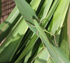 Image result for Ruspolia australis