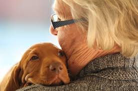 Some use the term 'dog years' to mean 'human age equivalent years' while the scientific literature prefers the term 'human years' as more accurate. How Can You Tell How Old A Dog Is Find Out Your Pet S Age Now
