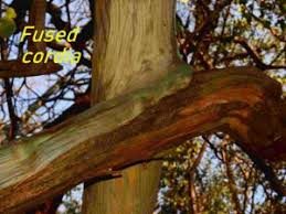 Image result for Cordia mukuensis