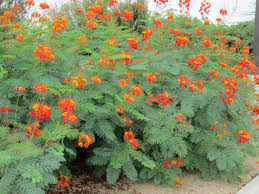 Look At The Birds Of The Air And The Flowers Of The Field Potential Plant Caselpina Mexican Bird Of Paradise Birds Of Paradise Plant Paradise Plant Birds Of Paradise Flower