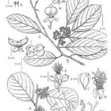 Image result for Tetracera boiviniana