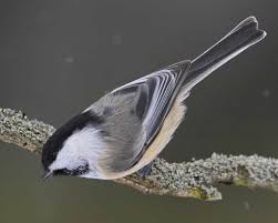Black Bird With White Chest And White Tipped Tail Blackcap Chickadee Found On Bing From Www Audubon Org Black Capped Chickadee Chickadee Birds