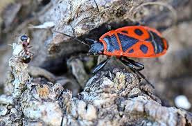 Diesen roten käfer sollten sie aus dem garten entfernen. Insekten Im Blick Der Feuerkafer Tut Nur So Gefahrlich Rems Murr Kreis Stuttgarter Nachrichten
