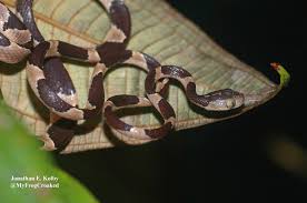 Image result for Imantodes chocoensis