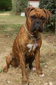 Boxer Kopek Boxer Dogs Boxer Puppies Boxer Breed
