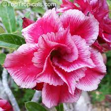 Pin On Adenium Desert Rose