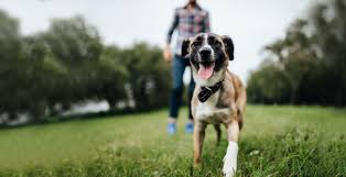 Instant access to the best pet sitters in your area. Find The Best Dog Sitter Near You Helpling